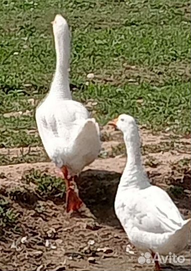 Продаю двух гусынь (возраст 1год)