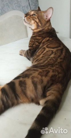 Бенгальский кот. Вязка объявление продам