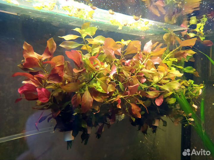 Аквариумные растения/гуппи
