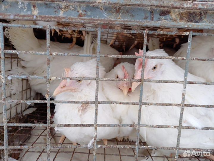 Куры Несушки