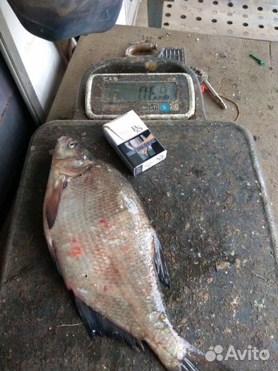 Свежая рыба