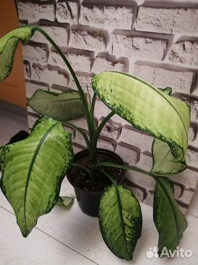 Дифенбахия