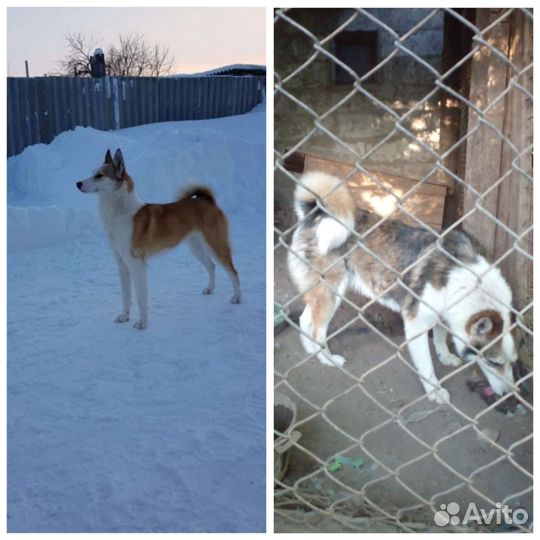 Западно сибирская лайка