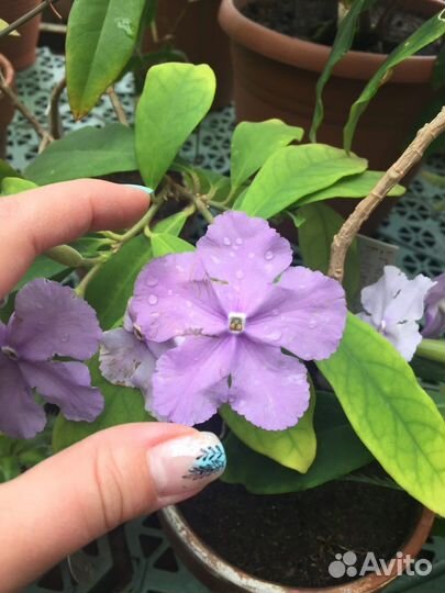 Брунфельсия Комнатные цветы