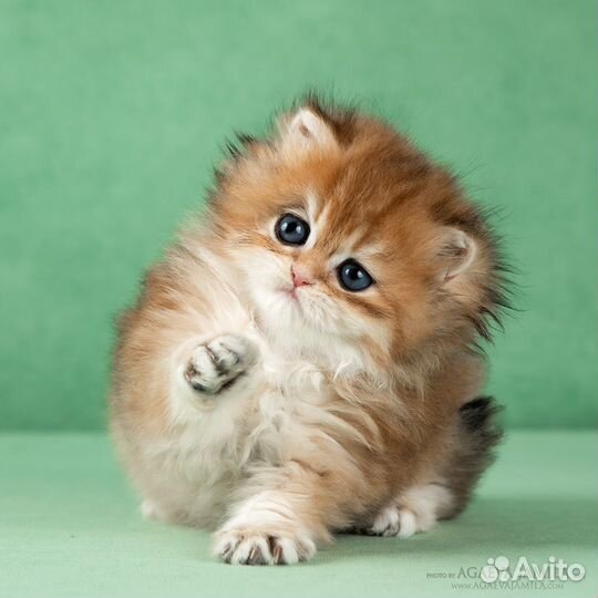 Девочка золотая британская длинношерстная шиншила