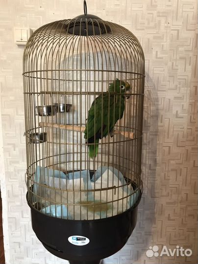 Лечение Птиц и Попугаев, Приют/Передержка