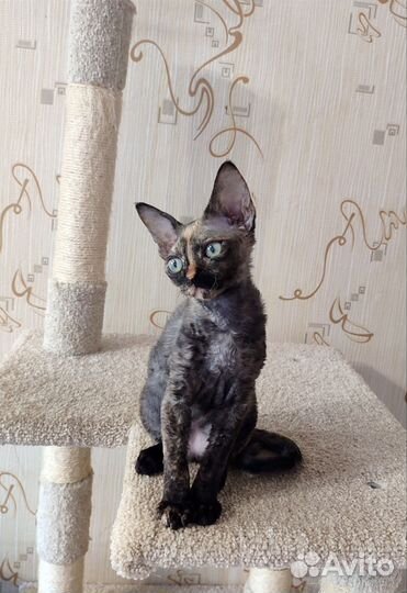 Девон-рекс кошечка