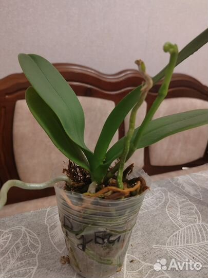 Орхидея фаленопсис Руби, 2,8 с цветоносом