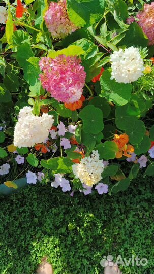 Цветы на срез