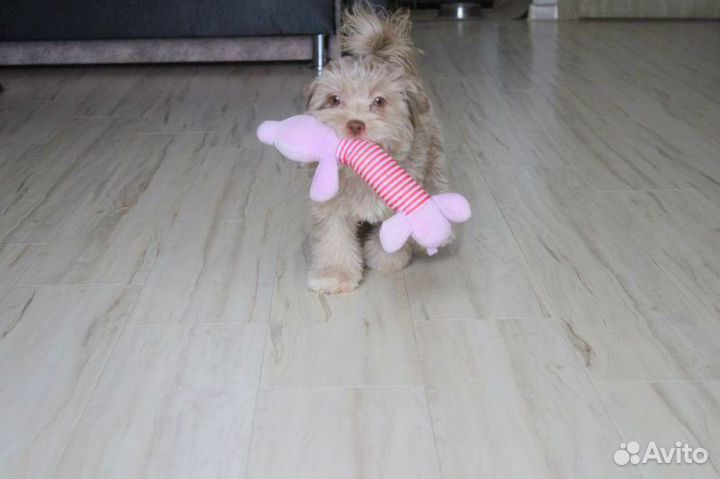 Мальтипушки, девочки