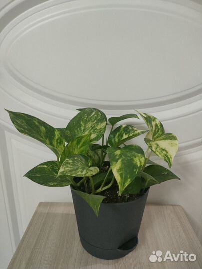 Сциндапсус