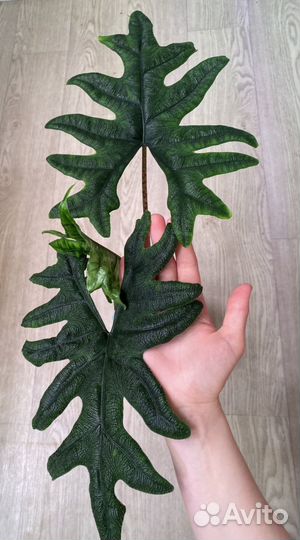 Домашняя детка алоказии Жаклин