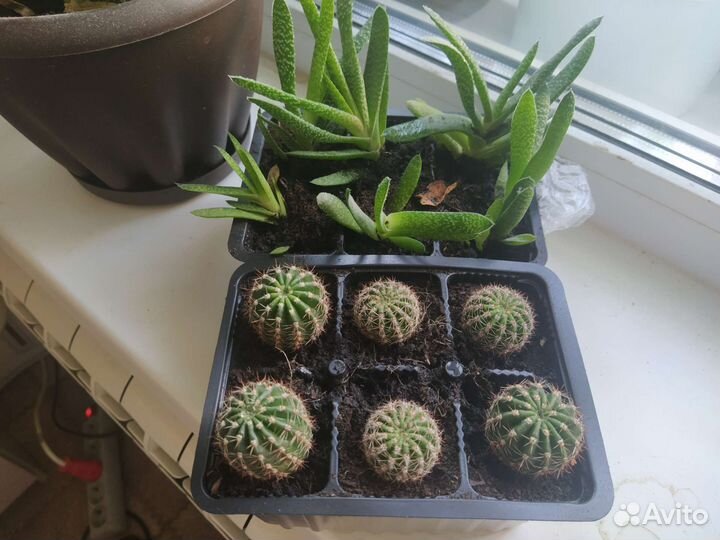 Суккуленты и кактусы