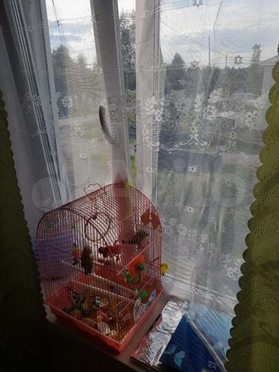 3-к. квартира, 51,4 м², 2/2 эт.