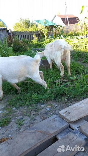 Коза дойная
