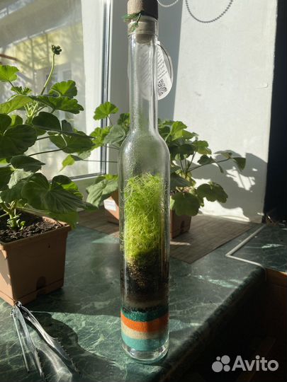 Флорариум закрытый с живым мхом