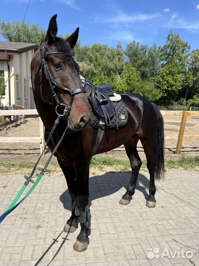 Продается жеребец