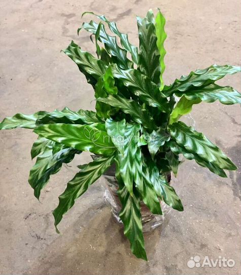 Калатея Руфибарба Блю