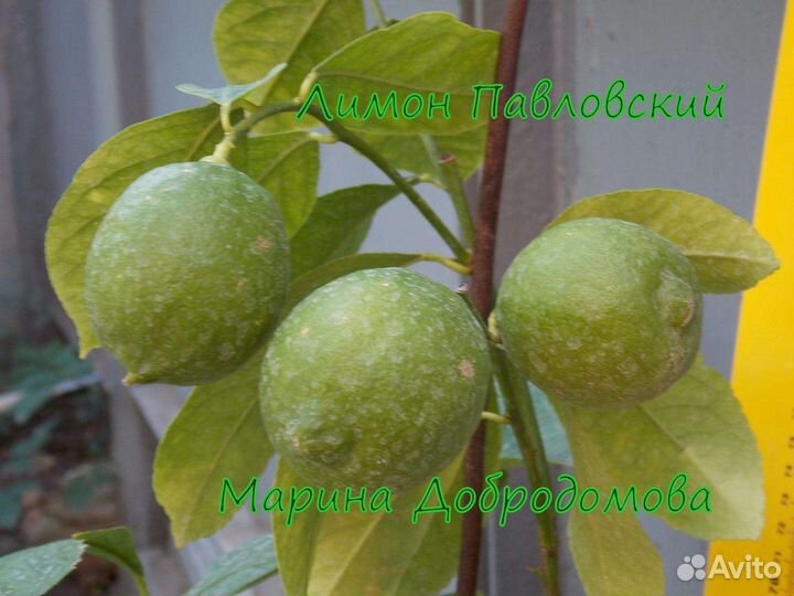 Лимон Павловский