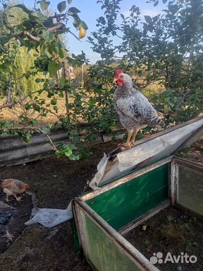 Молодые петухи