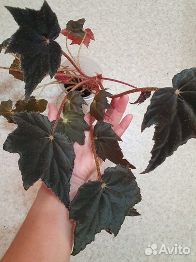 Бегонии и шеффлеры