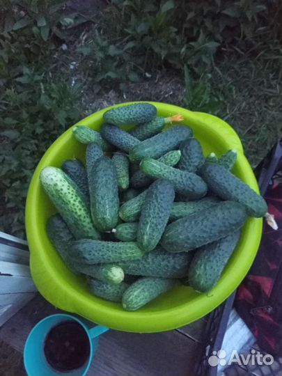 Домашние Огурцы свежие