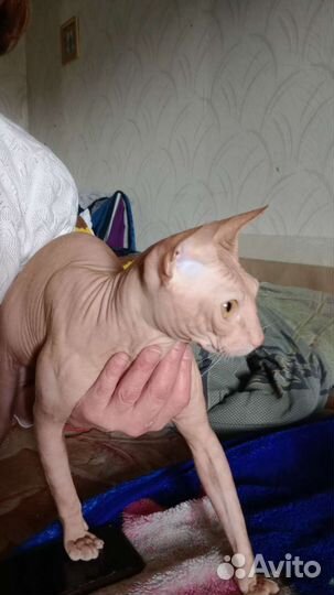 Донской сфинкс котята