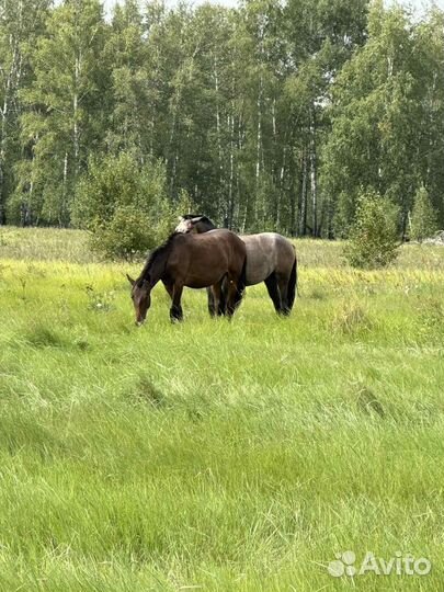 Продам лошадей