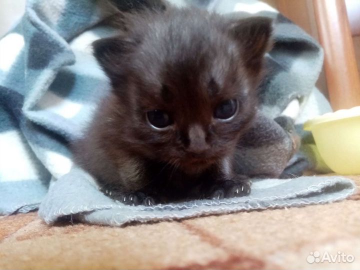 Котята в добрые руки бесплатно