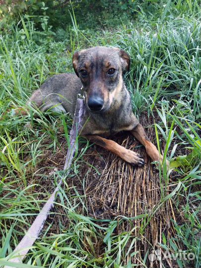 Молоденькая собака