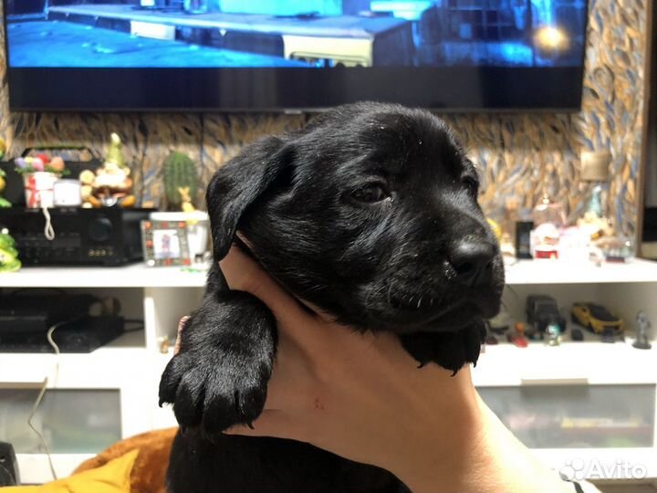 Щенки лабрадора