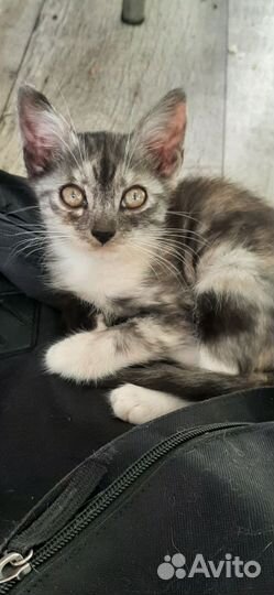 Кошка Котенок с черным носиком