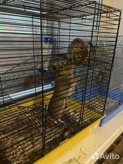 Чилийские Белки Дегу