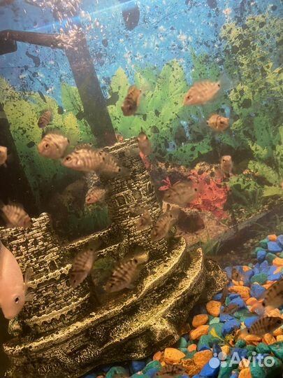 Аквариумные рыбки цихлиды