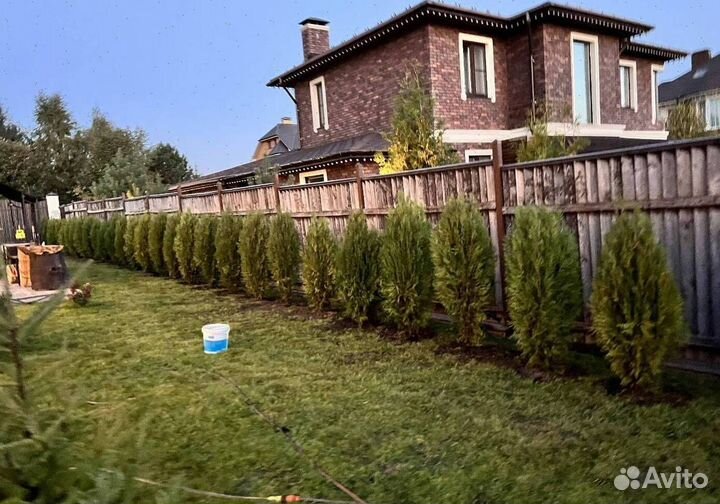 Можжевельник Блю Эрроу из питомника с доставкой