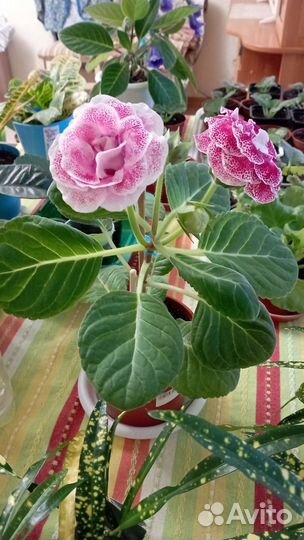 Глоксиния лист