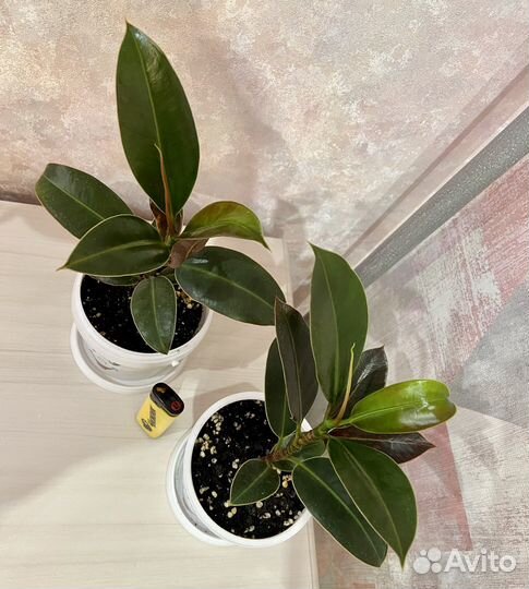 Фикус Мелани