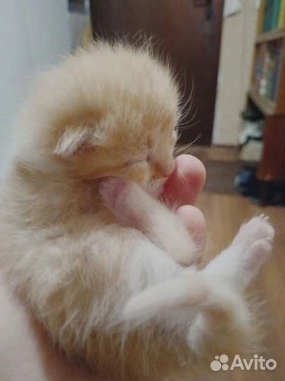 Котята в добрые руки 1 месяц