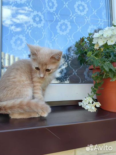 Котенок Персик ищет дом