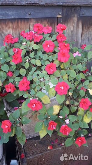 Бальзамин или Ванька мокрый