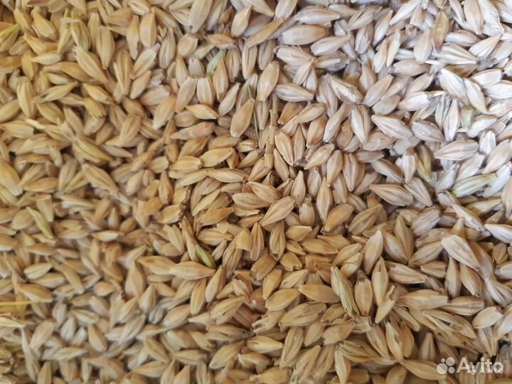 Ячмень,пшеница,овес,колотая кукуруза, дробленка