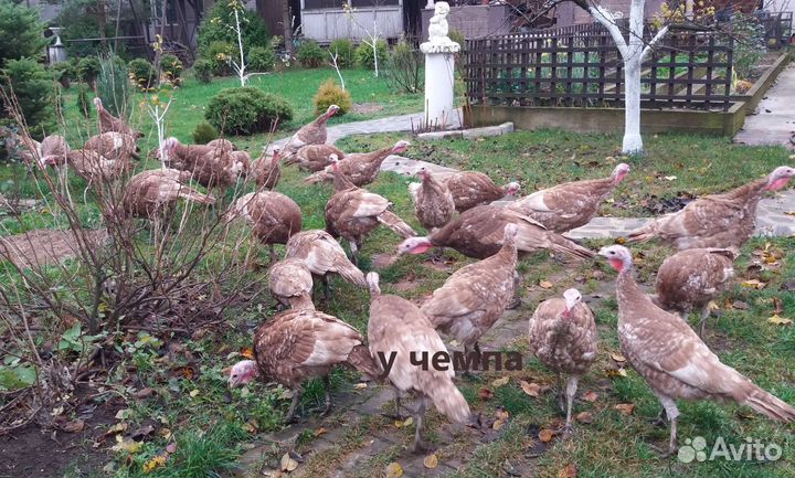 Арденская красная индейка инкубационное яйцо