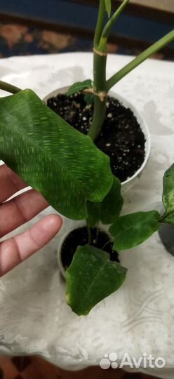 Комнатные цветы