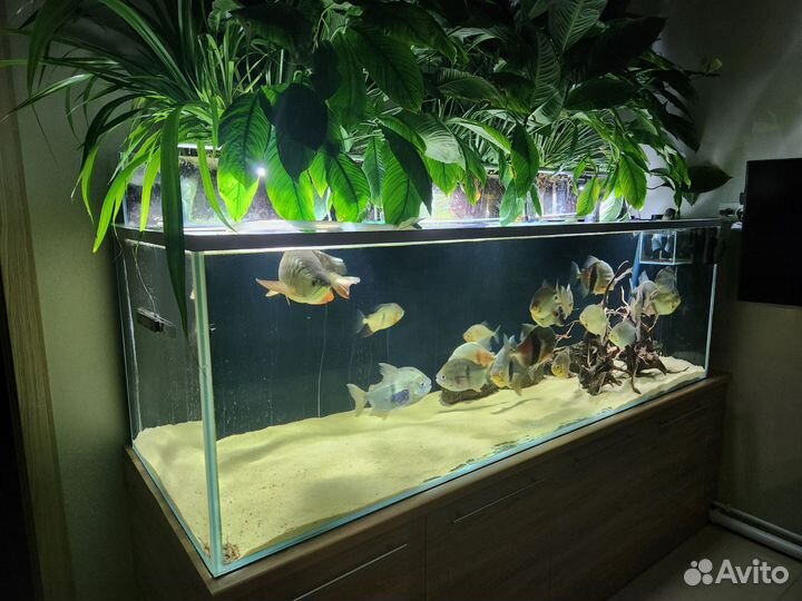 Аквариум