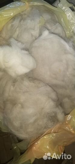 Вычес, шерсть самоедской собаки