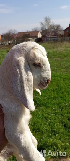 Англо нубийский козлик