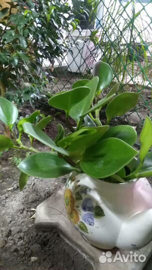 Пеперомия туполистная