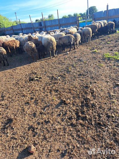 Продажа баранов и овец