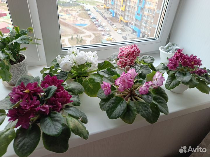 Комнатные цветы