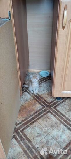 Котята рыжие бесплатно